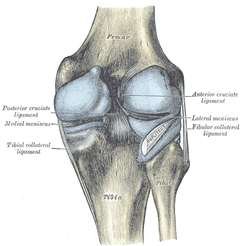 a knee drawing showing different knee structures.
