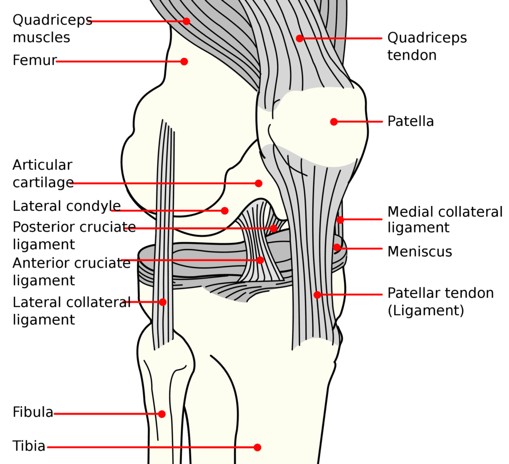 a knee drawing showing different knee structures.