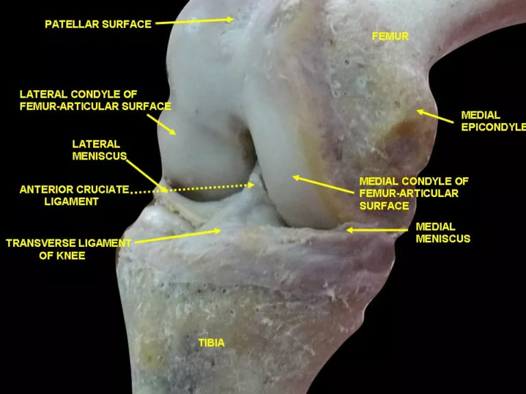 Knee: Anterior Cruciate Ligament