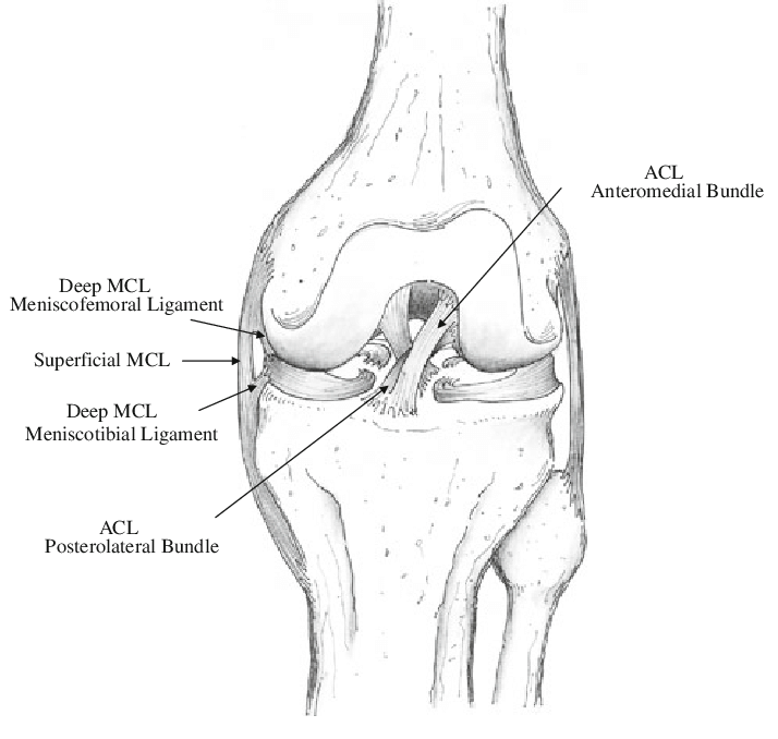 knee sketch